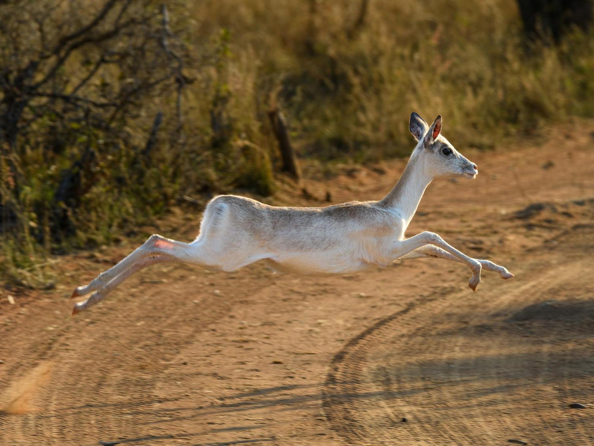 فيلا Waterberg Game Park موكوبانى المظهر الخارجي الصورة