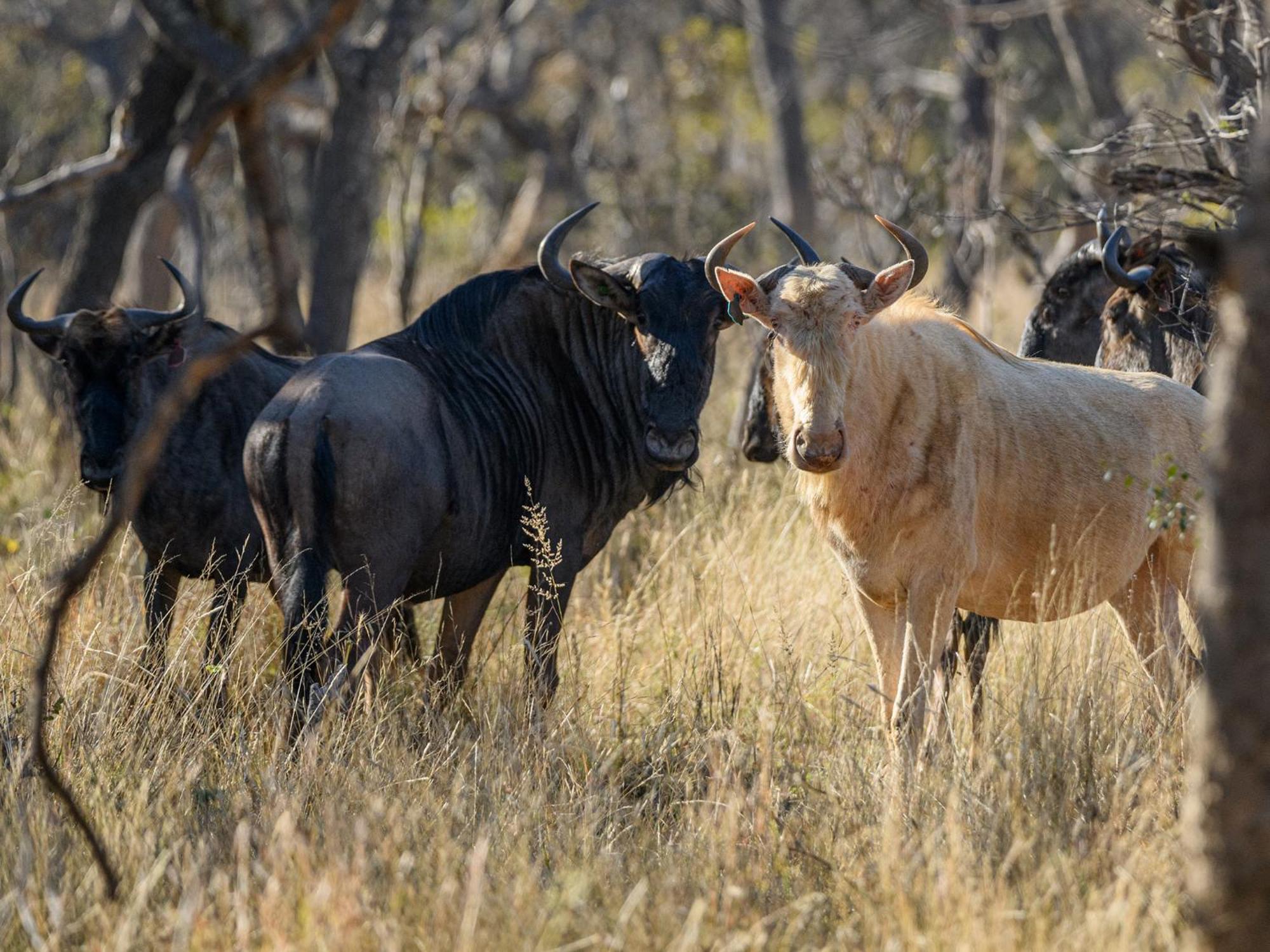 فيلا Waterberg Game Park موكوبانى المظهر الخارجي الصورة